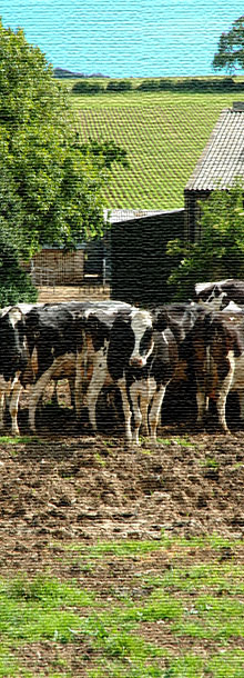 Cows at Glebe Farmhouse